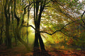 Share This Dance With Me By Lars Van De Goor - Green