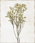 Small - Farmhouse Pressed Flower II By Natalie Carpentieri - Beige